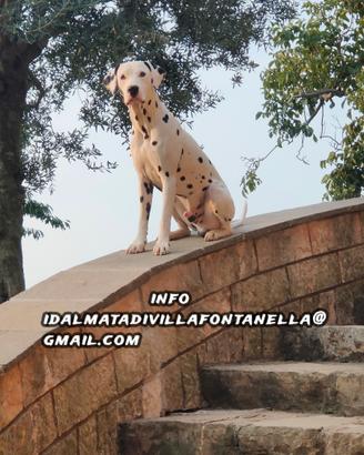 Cucciolo Dalmata