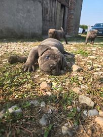 cane Corso