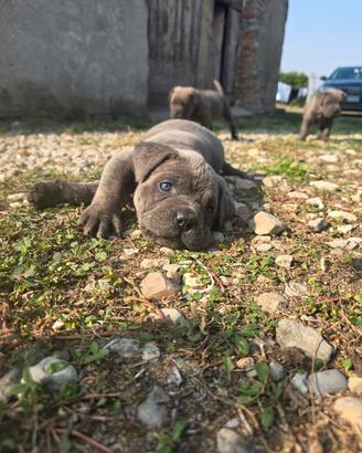 cane Corso