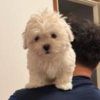 Maltese
