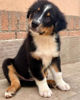 Cucciolo Pastore Australiano (Australian Shepherd)