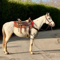 Cavallo incrocio Quarter