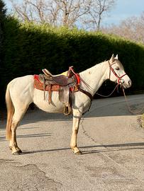 Cavallo incrocio Quarter