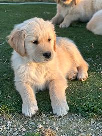 Cuccioli di golden retriever