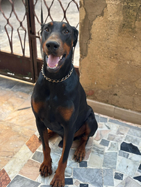 'Dobermann quasi 2 anni