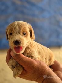 Maltipoo mini toy