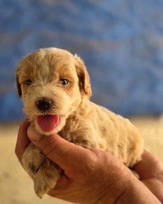 Maltipoo mini toy