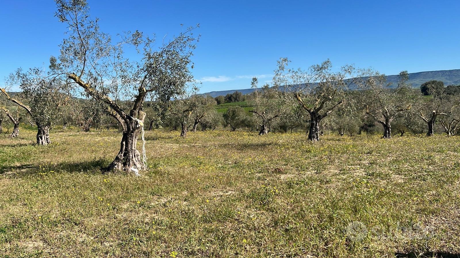 Terreno agricolo con Uliveto, Pauli Arbarei - Vista 5