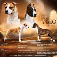 Cuccioli Amstaff con pedigree