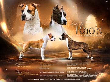 Cuccioli Amstaff con pedigree