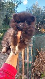 Spitz di Pomerania