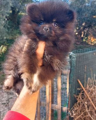 Spitz di Pomerania