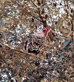 Giovani galli incrocio padovana e sebright