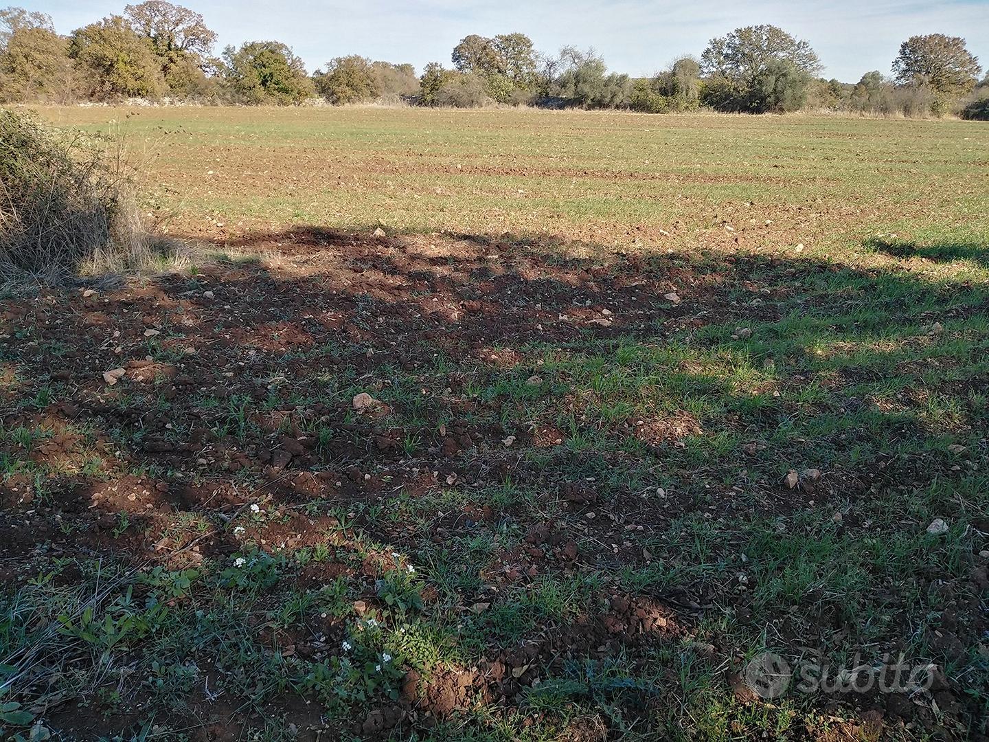 Terreno agricolo 2897 mq Gioia del Colle - Vista 3