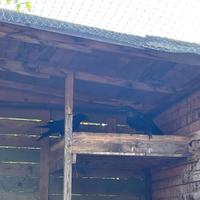 Corvi imperiali coppia riproduttiva