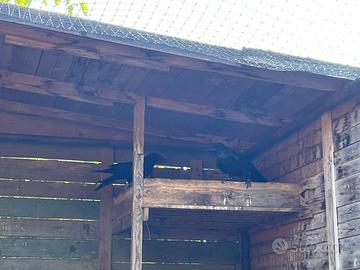 Corvi imperiali coppia riproduttiva