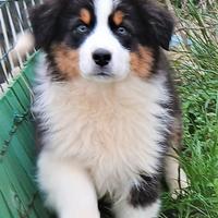 Pastore australiano cucciolo con pedigrèe