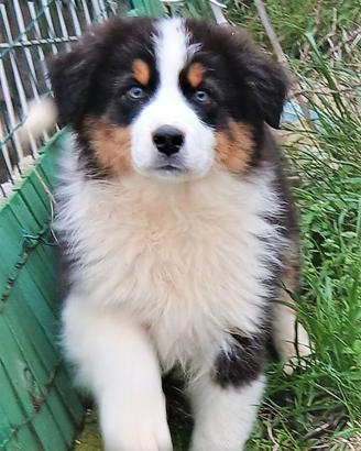 Pastore australiano cucciolo con pedigrèe