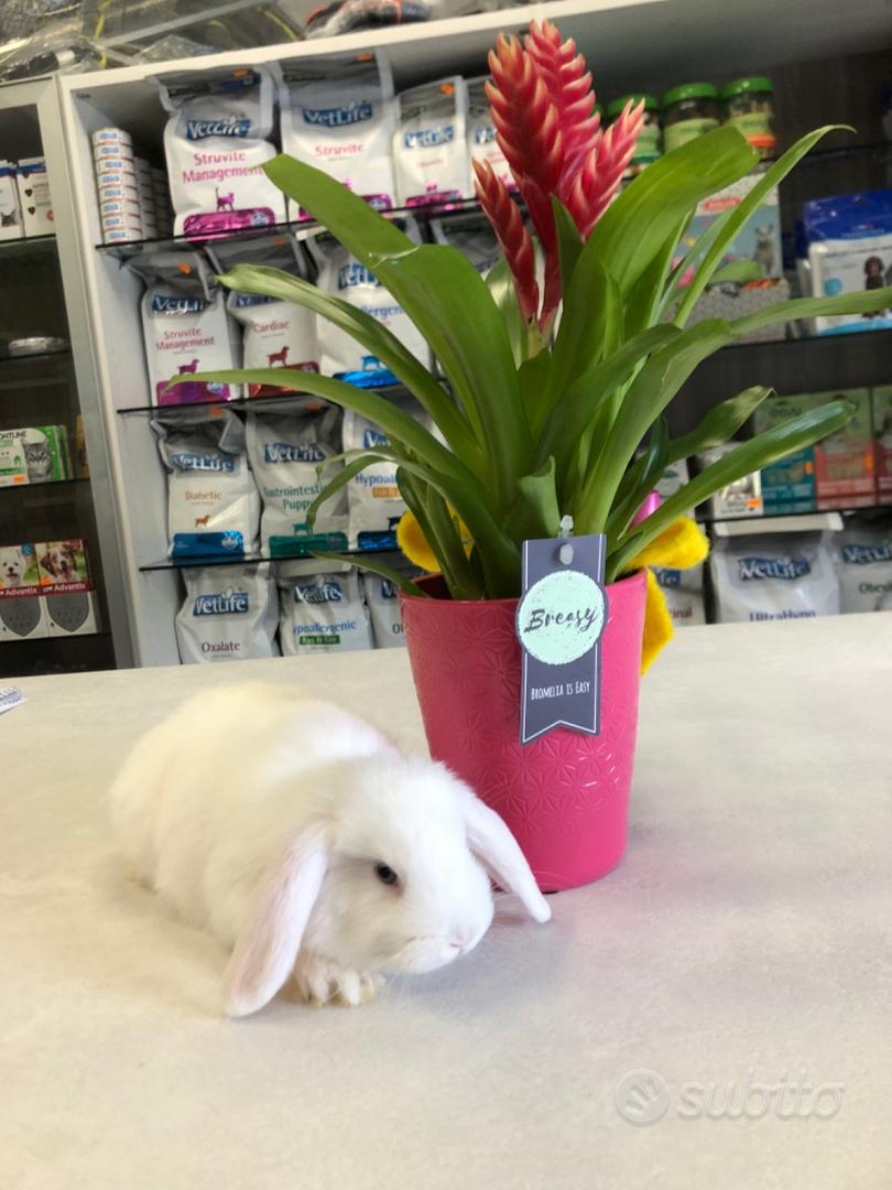 Conigli nani Animali In vendita a L'Aquila