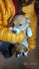 Cucciolo jack russel