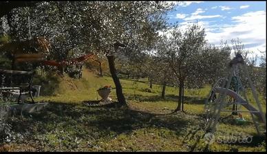 Uliveto