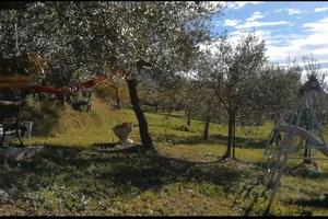 Uliveto