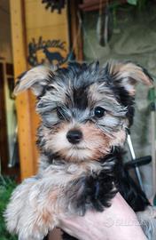 Morkie cuccioli