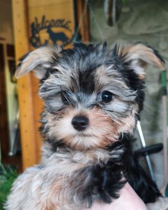 Morkie cuccioli