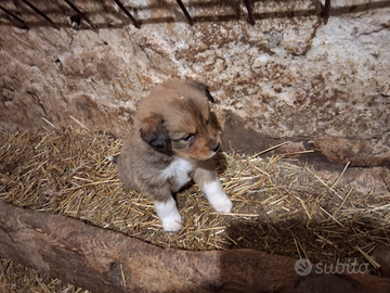 Cucciolo maschio piccola taglia