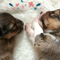 Cuccioli pastore scozzese shetland