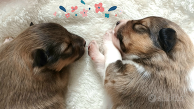 Cuccioli pastore scozzese shetland