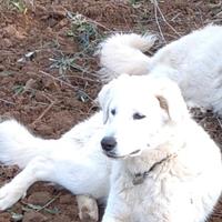 Cucciola pastore maremmano Abbruzzese