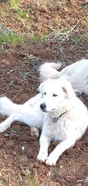 Cucciola pastore maremmano Abbruzzese