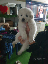 Cuccioli pastore maremmano abruzzese