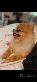 Spitz tedesco nano - volpino Pomerania TOY