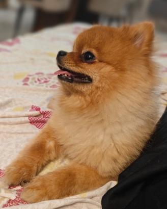 Spitz tedesco nano - volpino Pomerania TOY