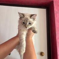 Gatto Siamese