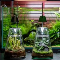 Wabikusa Dot Led Biorb