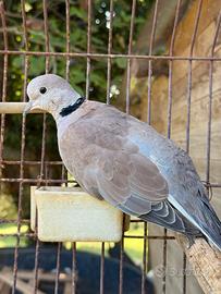 Tortore dal collare - esotiche