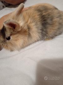 Cuccioli di coniglio mix ariete e testa di leone