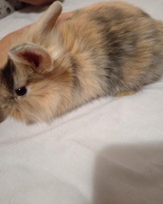 Cuccioli di coniglio mix ariete e testa di leone