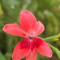 Fresia rossa 25 semi