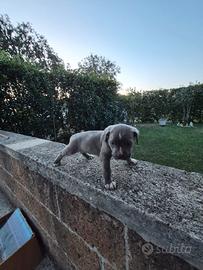 Cuccioli di cane corso