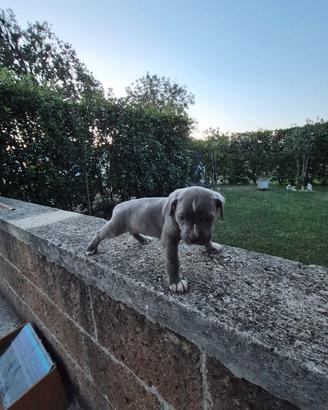 Cuccioli di cane corso