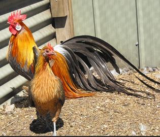 Galline phoenix