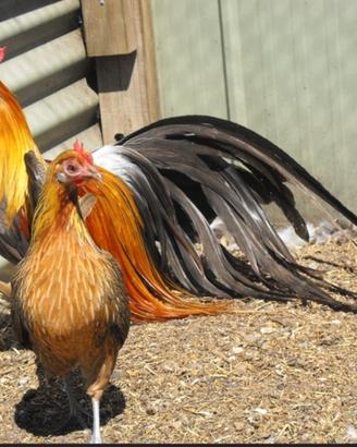 Galline phoenix