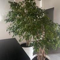 Ficus Benjamin
