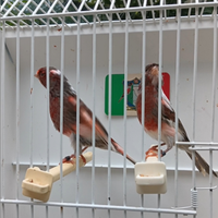 Canarino Arlecchino Portoghese