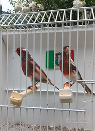 Canarino Arlecchino Portoghese