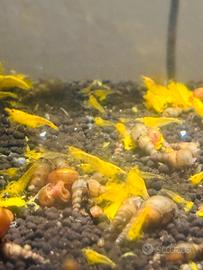 Neocaridina "Yellow Golden Back"